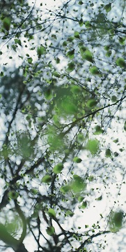 Fototapete Timon