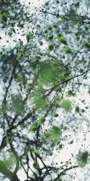 Fototapete Timon - Gesamtansicht