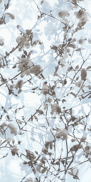 Fototapete Colette - Gesamtansicht